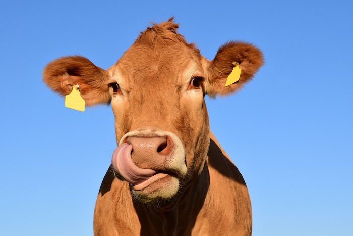 Nebbiuno: torna la Sagra della transumanza