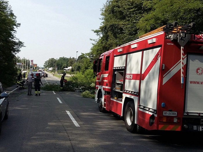 Albero cade su auto in transito: intervengono i vigili del fuoco