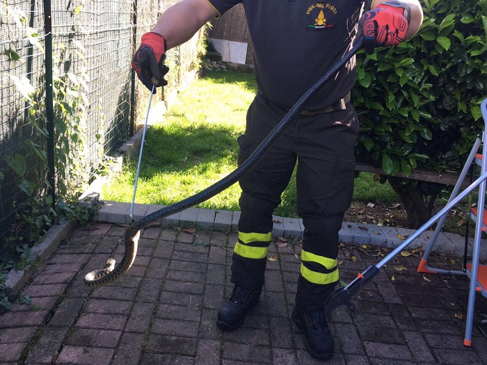 I Vigili del Fuoco catturano rettile di 120 centimetri all’interno di un’ abitazione